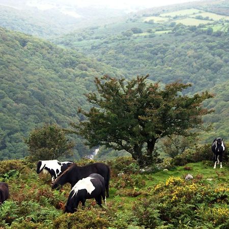 Higher Coombe Bovey Tracey Bagian luar foto
