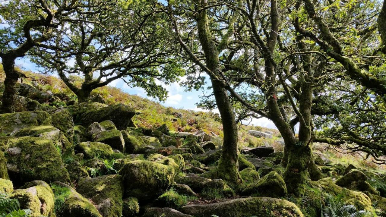 Higher Coombe Bovey Tracey Bagian luar foto